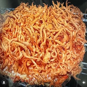 Mycel Mushrooms - Specialty Food Near Me - Sandy, Utah Mycel Mushrooms - Specialty Food Near Me - Sandy, Utah