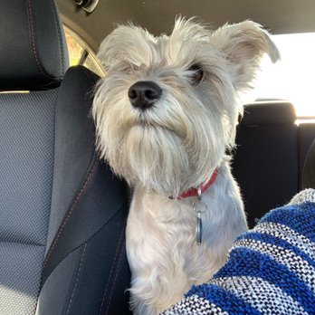 Kong's Pets & Grooming - Before the groomers. - Pet Groomers Near Me - Bell, California
