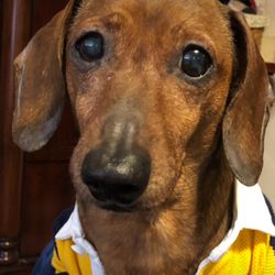 Paw Print Inn - Cooper my almost 15 yr old dachshund