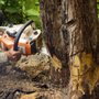 Photo of Palumbo Landscaping & Services