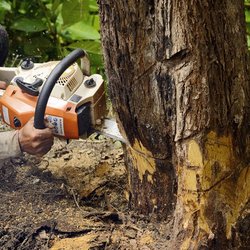 Palumbo Landscaping & Services - One of our most popular services is buckthorn removal.