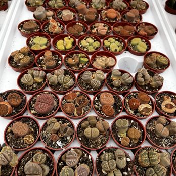The Garden Place - Lithops - Nurseries & Gardening Near Me - Estero, Florida The Garden Place - Lithops - Nurseries & Gardening Near Me - Estero, Florida