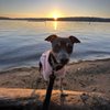 Pritchard Island Beach gift card
