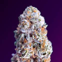 Exoticblooms - Cannabis and weed edible delivery in Washington DC! Pictured here is Purple God strain available for i71 delivery.