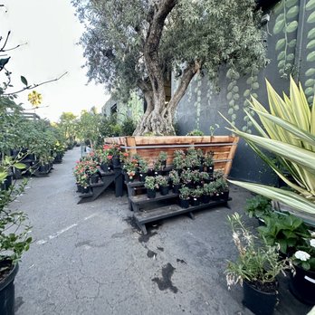 Selva Coffee House - Nursery outside - Coffee Roasteries Near Me - San Diego, California