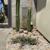 Frog's Gardening & Landscape Design gift card
