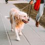 Pawsitive Pet Services