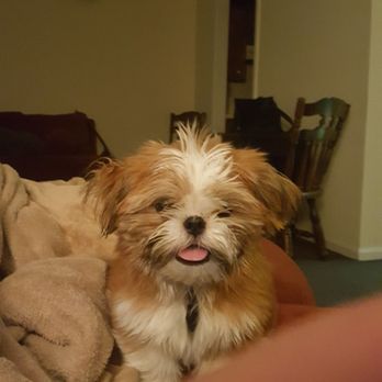 Scruffy Dog Grooming - Sammy before ScruffyDog... - Pet Groomers Near Me - New London, North Carolina Scruffy Dog Grooming - Sammy before ScruffyDog... - Pet Groomers Near Me - New London, North Carolina