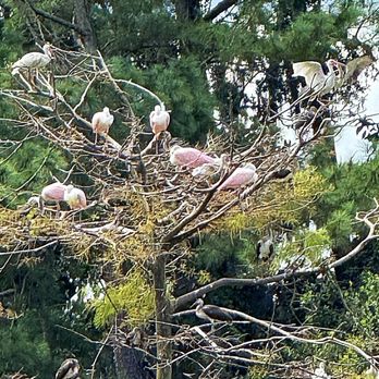 Cypress Wetlands - Roseat Spoonbills - Parks Near Me - Port Royal, South Carolina