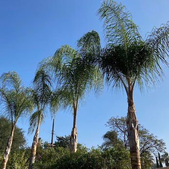 JBS Tree Care - Queen palms nicely thinned and trunks cleared of old husks. - Tree Services Near Me - Pomona, California