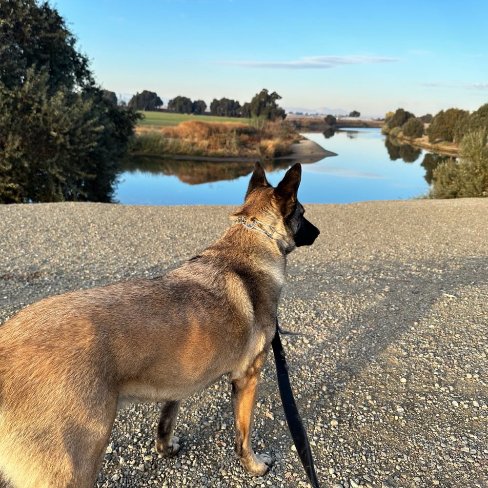 Malinois mix Malinois mix