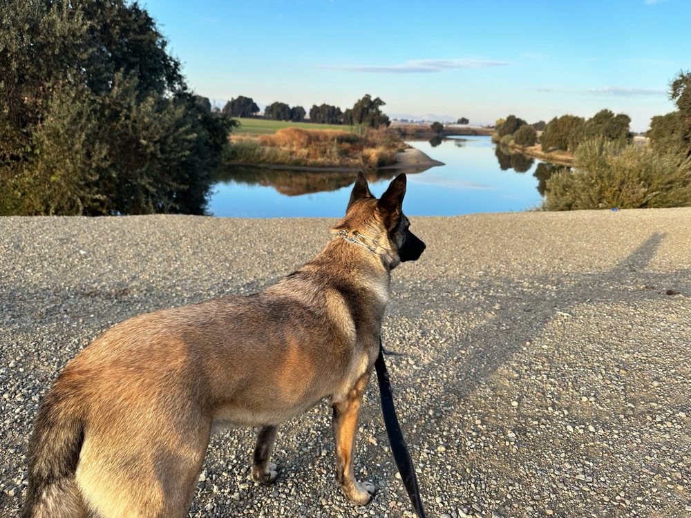 DOG’S DAY OUT Updated August 2024 67 Photos & 49 Reviews 508 N