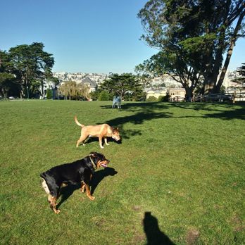 Terry and Roxy's Dog Walks - Buster and Hitachi running around with my co pilot Roxy my dog - Dog Walkers Near Me - San Francisco, California Terry and Roxy's Dog Walks - Buster and Hitachi running around with my co pilot Roxy my dog - Dog Walkers Near Me - San Francisco, California