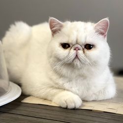 Cat C Feline Wellness Services - Molly!! The Princess