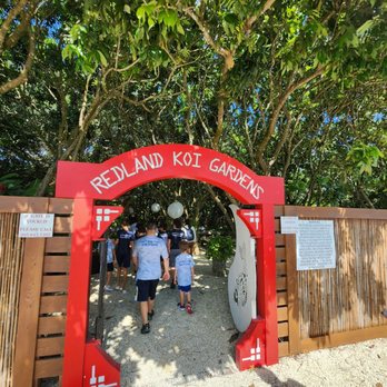 Redland Koi & Pond - Aquariums Near Me - Homestead, Florida Redland Koi & Pond - Aquariums Near Me - Homestead, Florida