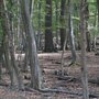 Photo of Lainzer Tiergarten