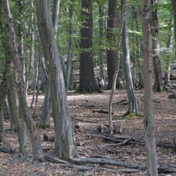 Lainzer Tiergarten