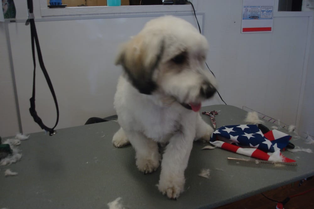 A & A PET GROOMERS & INK Updated April 2024 56 Photos & 73 Reviews 605 W Kettleman Ln