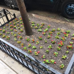Begonias from Daniela's Flower shop.