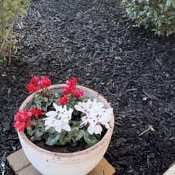 Lowe's Home Improvement - Flowers bought at Lowe's