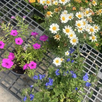 Home Grown Plants - Nurseries & Gardening Near Me - Farmersville, Texas