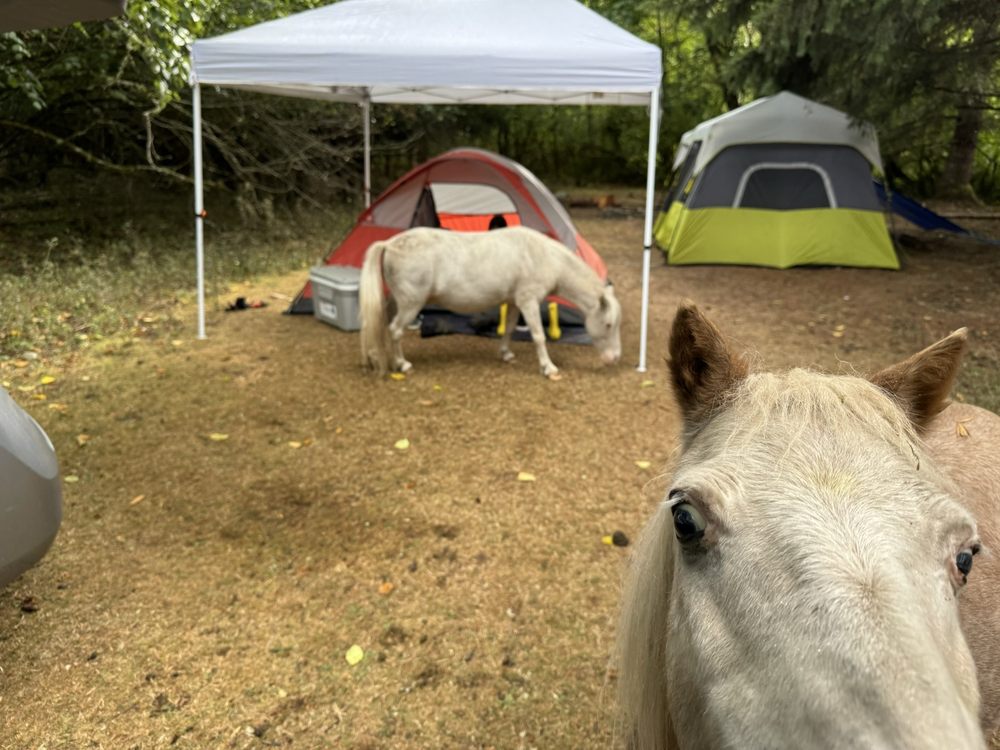 The Healing Farm