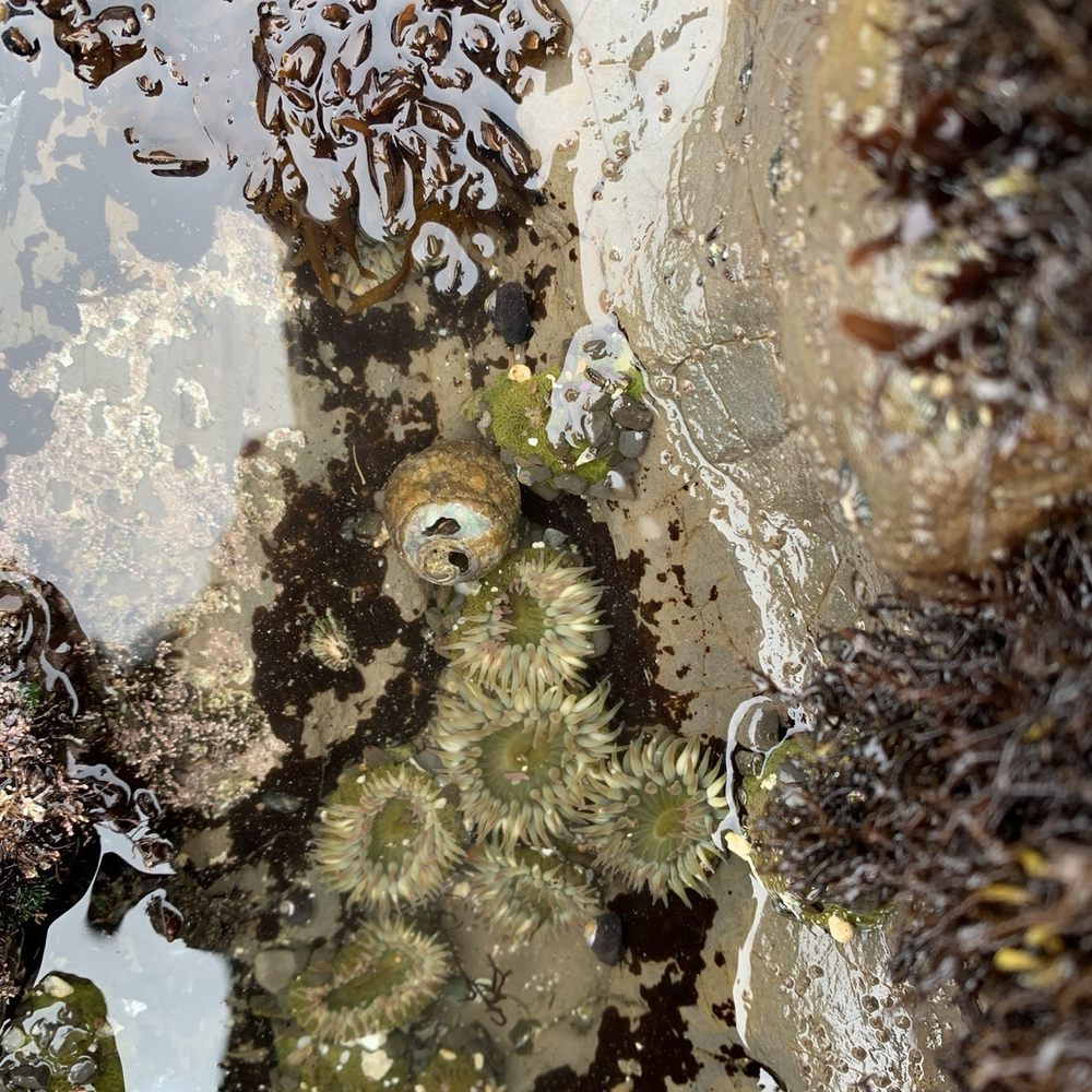 Fitzgerald Marine Reserve - Parks Near Me - Moss Beach, California