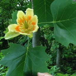 Tulip tree flower. Located behind the bridge. Tulip tree flower. Located behind the bridge.