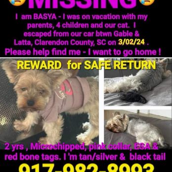 bp - a missing dog in a car - Gas Stations Near Me - Gable, South Carolina bp - a missing dog in a car - Gas Stations Near Me - Gable, South Carolina