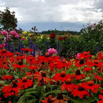 Swan Island Dahlias - Nurseries & Gardening Near Me - Canby, Oregon