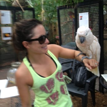 Nancy Forrester's Secret Garden - Peaches, the cockatoo. - Animal Shelters Near Me - Key West, Florida