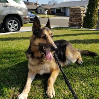 Caring Pet Crematory - Kobe 4/10/2021 to 10/29/2022 - Pet Cremation Services Near Me - Sacramento, California