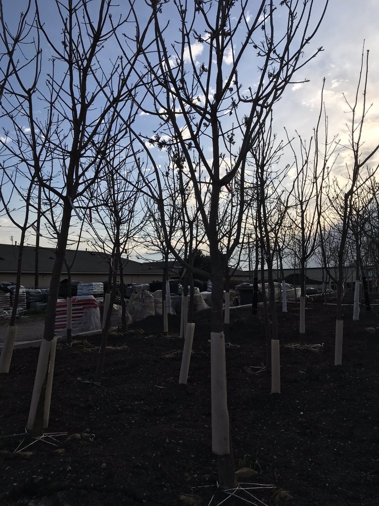 COULTER GARDENS & NURSERY 70 Photos 4200 S Coulter St, Amarillo