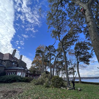 Will Tree Service - Tree Services Near Me Will Tree Service - Tree Services Near Me