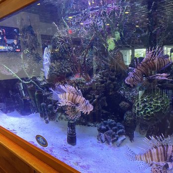 RumFish Grill and Sports Bar - Cool lionfish - Seafood Near Me - St Pete Beach, Florida