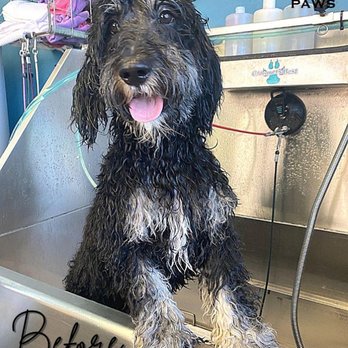 Just For Paws - Pet Groomers Near Me - Campton Hills, Illinois