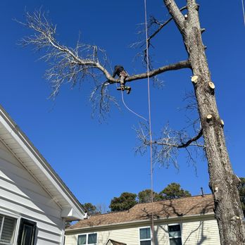 MD Tree Service - Great job! - Tree Services Near Me - Henrico, Virginia MD Tree Service - Great job! - Tree Services Near Me - Henrico, Virginia