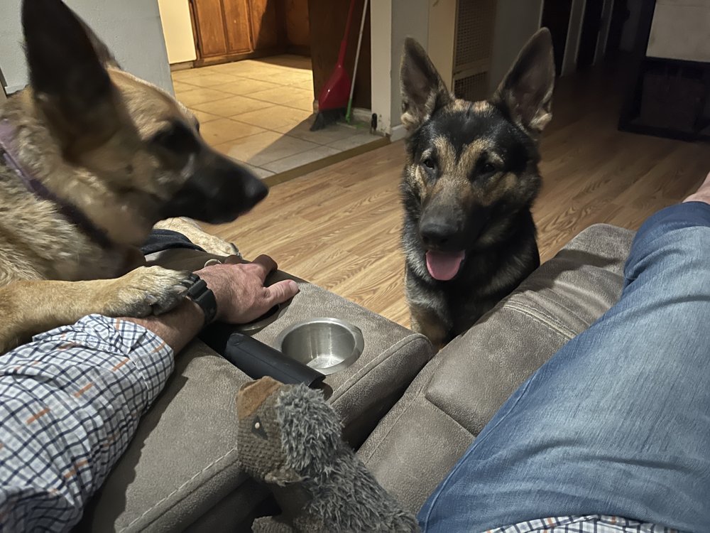 CENTRAL TEXAS WORKING DOGS AT GSD RANCH Updated May 2024 Request