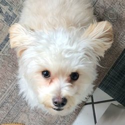 A Shear Pleasure Pet Salon - This is a picture of what Ollie usually looks like.