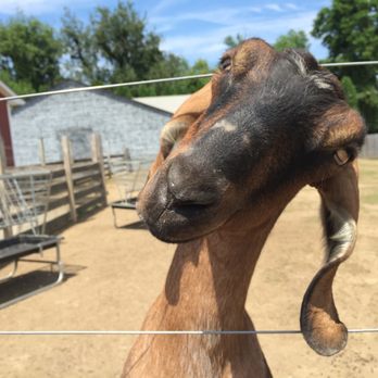 Barton Orchards - Sweet babe. Look at her posing face. - Farmers Market Near Me - Poughquag, New York