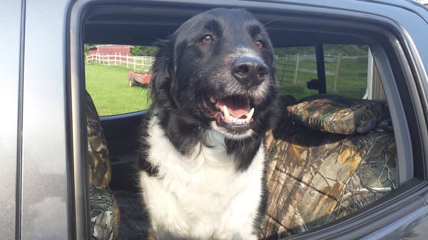 Seat Covers for Dogs - Ruff Tuff custom seat covers are durable and long-lasting, a perfect scenario for dog owners. Our most popular fabrics among dog owners are camo, dura ez-care, and our new dura Pro Line. Seat Covers for Dogs - Ruff Tuff custom seat covers are durable and long-lasting, a perfect scenario for dog owners. Our most popular fabrics among dog owners are camo, dura ez-care, and our new dura Pro Line.