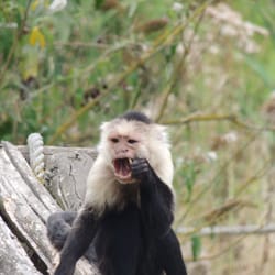 La Vallée des Singes
