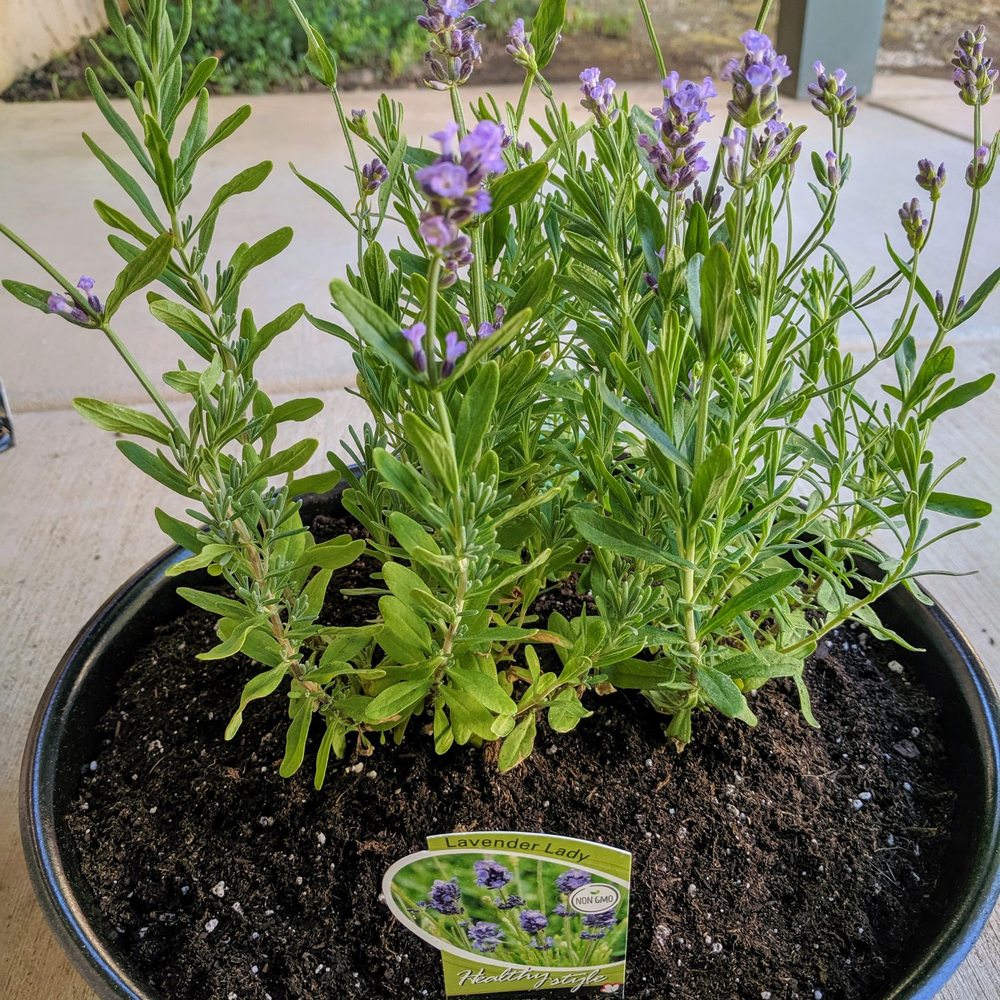 Magnolia Gift & Garden - English Lavender - Nurseries & Gardening Near Me - Chico, California Magnolia Gift & Garden - English Lavender - Nurseries & Gardening Near Me - Chico, California