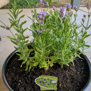 Magnolia Gift & Garden - English Lavender - Nurseries & Gardening Near Me - Chico, California Magnolia Gift & Garden - English Lavender - Nurseries & Gardening Near Me - Chico, California