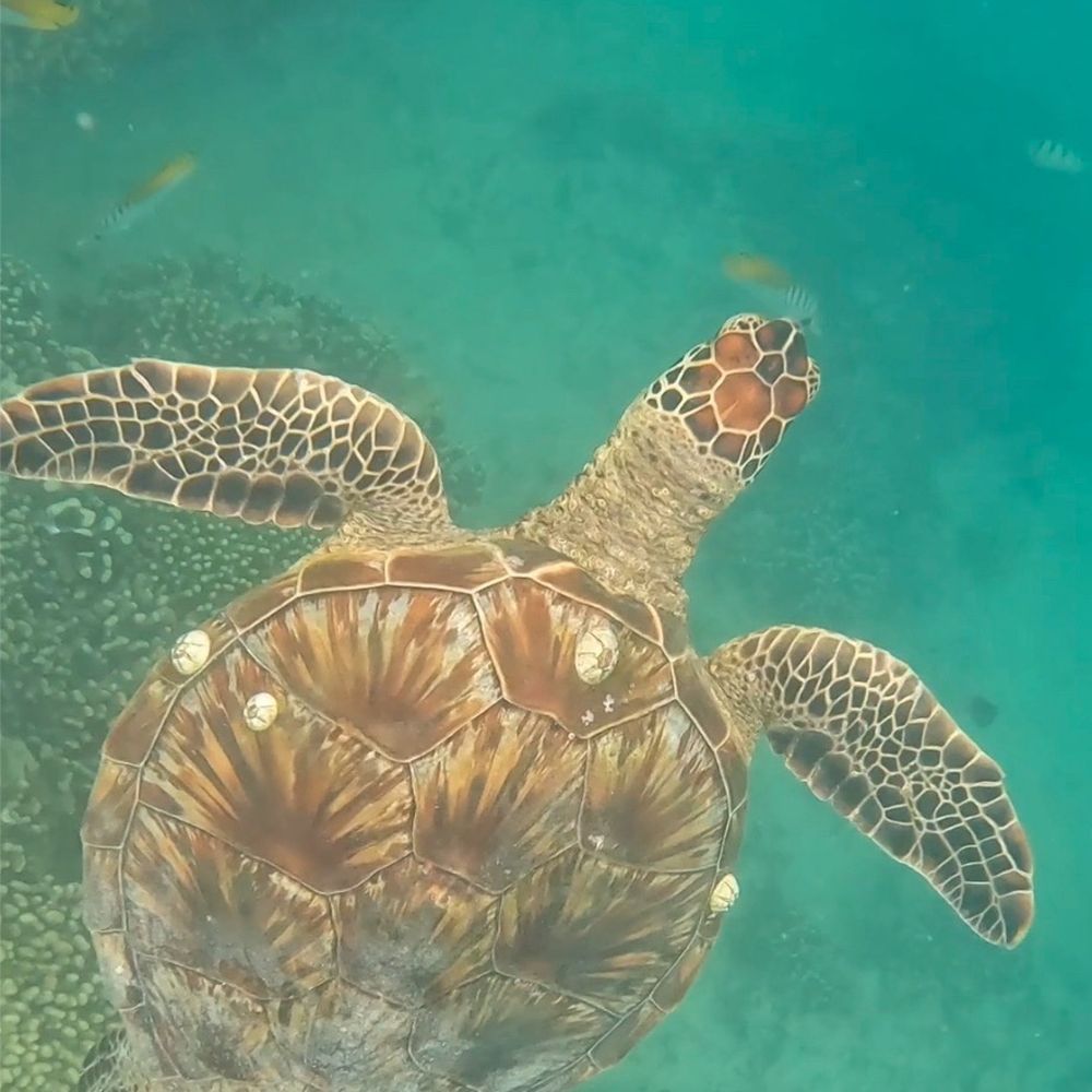 Captain Bruce - Turtle , recorded with my GoPro - Boat Charters Near Me - Kaneohe, Hawaii