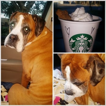 Starbucks - My morning batista made a special pupicino for our terminally ill dog - Coffee & Tea Near Me - Jacksonville Beach, Florida