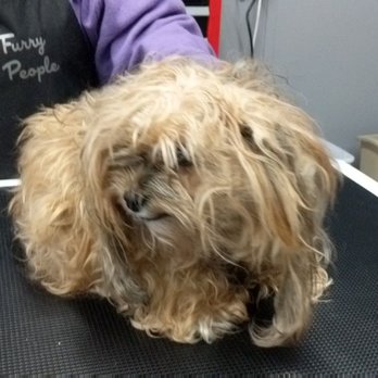 Luv This Puppa Pet Grooming - Rescued and severely matted upon arrival - Pet Groomers Near Me - Elmer, New Jersey