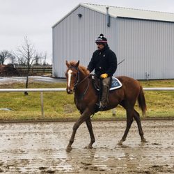 Silver Springs Stud Farm