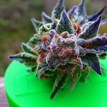 The Pass | Berkshire Dispensary - Ya extra yummy - Cannabis Dispensaries Near Me - Sheffield, Massachusetts