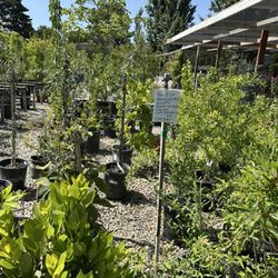 Hollandutch Nursery